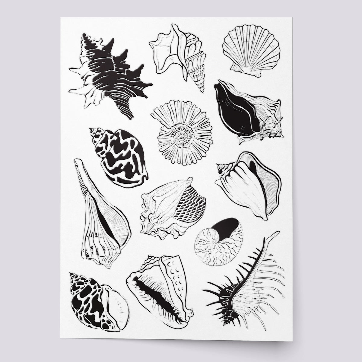 Sea Shells